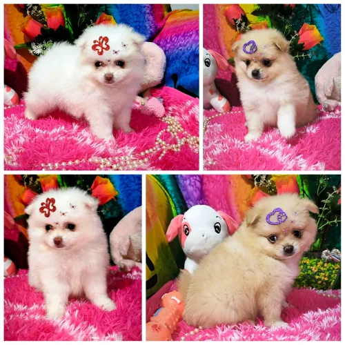 Lindas Lulu da Pomerânia fêmeas