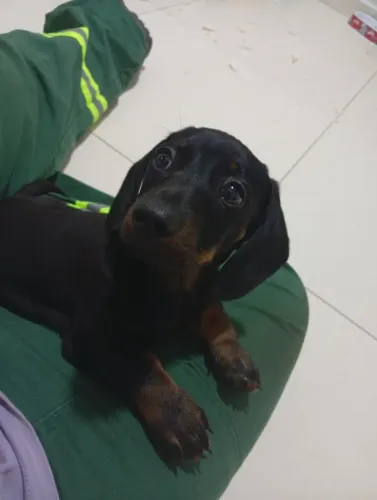 Filhote dachshund