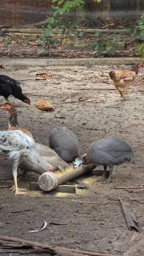 Galinha BRAHMA e Picotas Galina Angola Capote