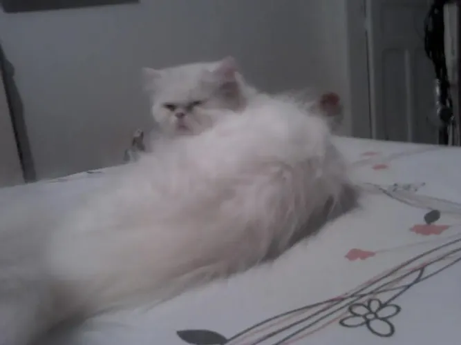 Vende se gata persa himalaio 