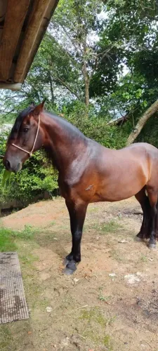 Vendo cavalo Manga larga 