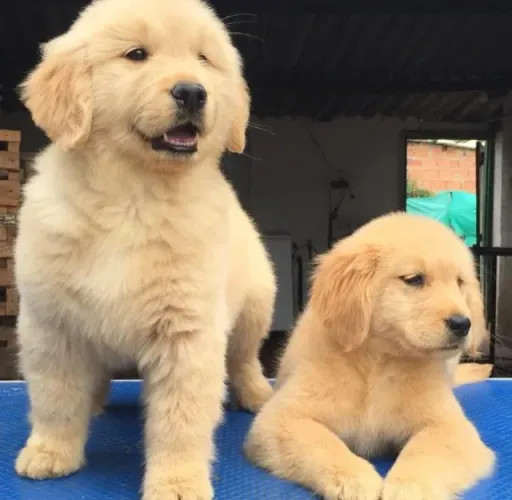 Filhotes de Golden Retriever | Cheirinho de neném peludo