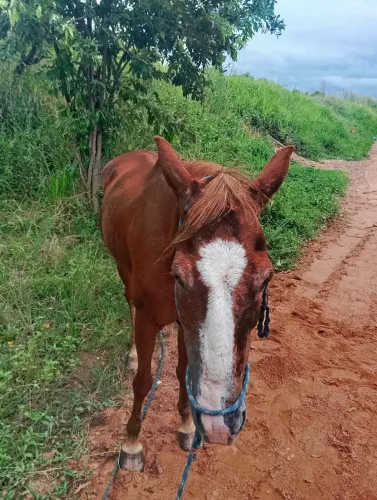 Égua disponível a venda mansa boa de trabalho e de passeio.