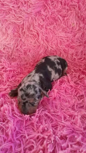 Filhotes de Salsicha Dachshund disponível