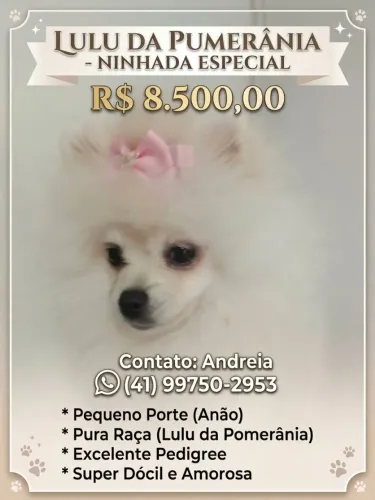Lulu da Pumerania anão