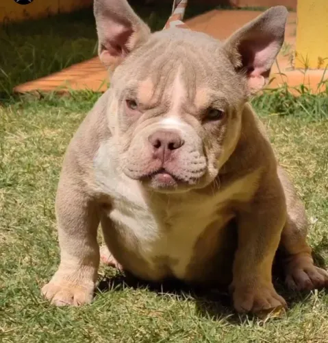 American Bully /  Exotic Bully 