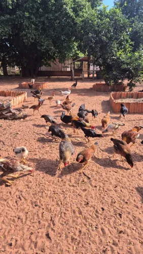Frango / Galo