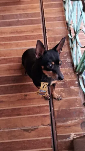 Cachorro Pincher 