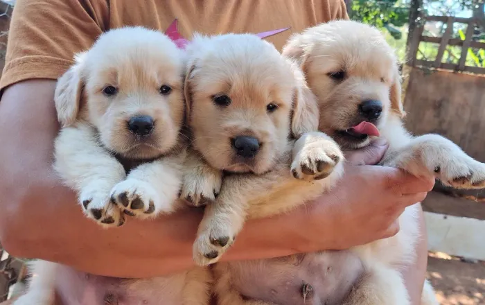 Maravilhosos filhotes de Golden Retriever