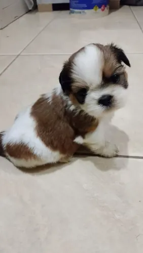 Shitzu mine machinho