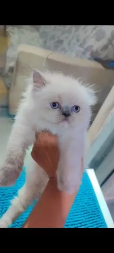 Gato persa filhote