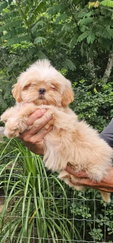 Shih-tzu lavanda - Filho de Importado 