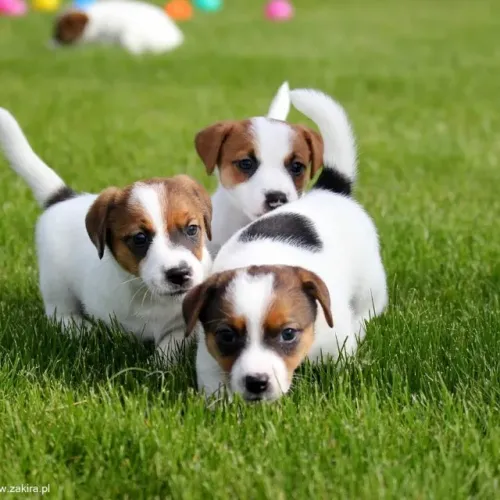 Jack Russel