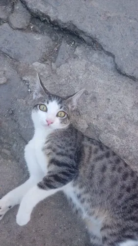 Doação de gatinha