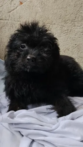 Venda de cães 
