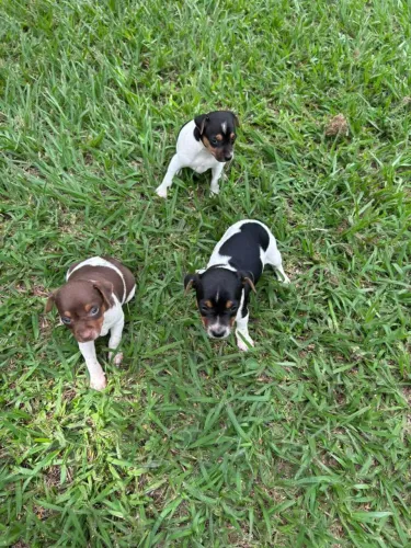 FILHOTES DE FOX PAULISTINHA À VENDA!