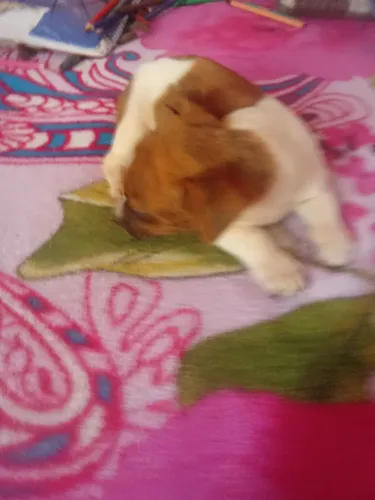 vende se cachorrinho