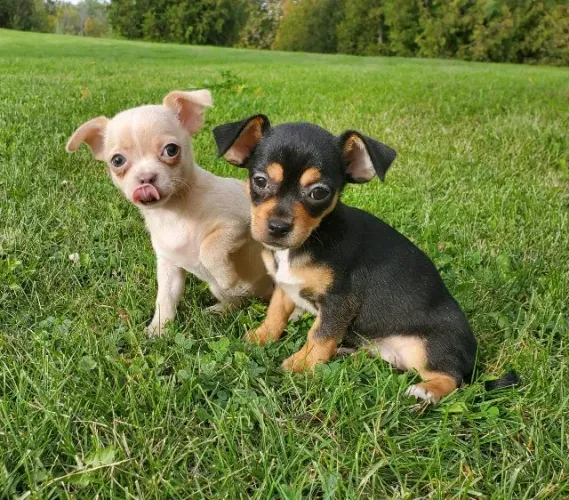 lindos e pequenos pinscher x fox 