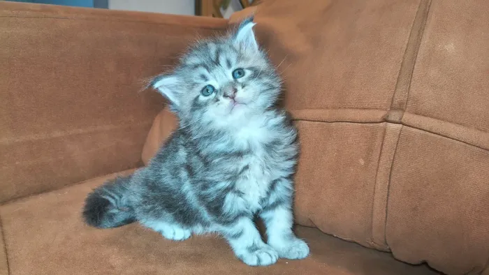 Filhote de Maine Coon Machos e Fêmeas