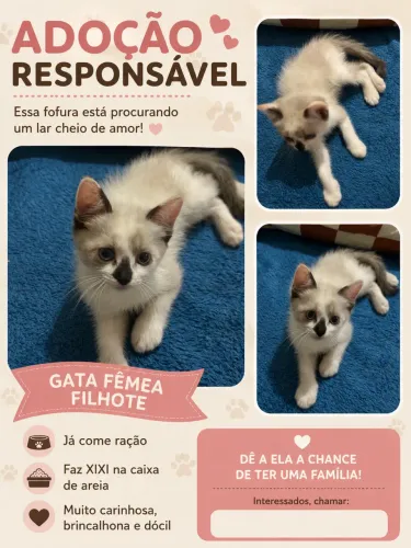 Doação de gato