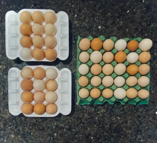 VENDO OVOS CAIPIRA FRESQUINHOS 