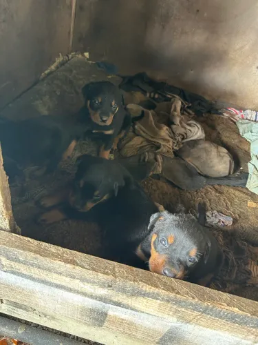  filhotes rottweiler