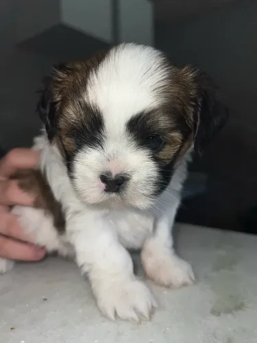 Filhote de shih tzu
