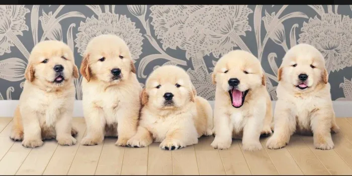 Amor de golden retriever 