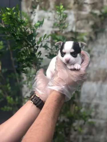 Chihuahua Fêmea Delicada e Linda | Suporte Veterinário
