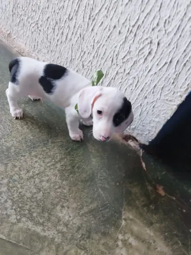 Basset Branco com Preto 50 dias 