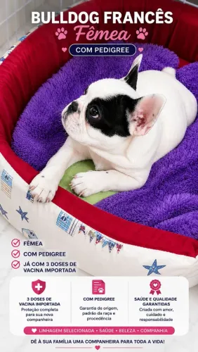 Filhote fêmea de Bulldogue Francês!