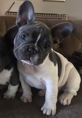 Bulldogue Francês Melhores Filhotes Disponíveis Para Aquisição 