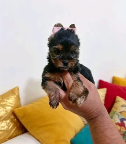 Yorkie Fêmea com Pelagem Linda