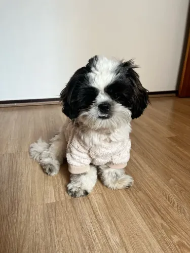 Roupa para cachorro