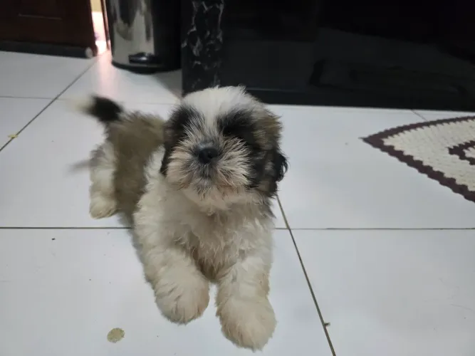 Machinho de Shih-tzu