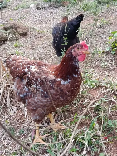 Galinha GSB