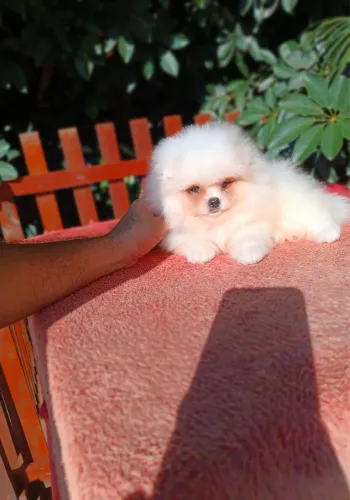 Spitz Alemão lindos filhotes disponíveis para entrega