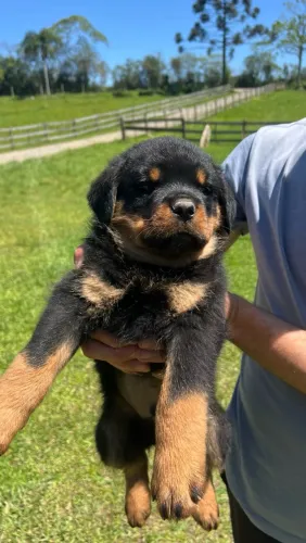 Filhote de rottweiler