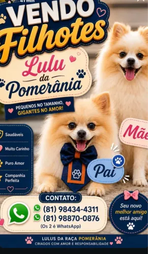 Lulu da pamerânia