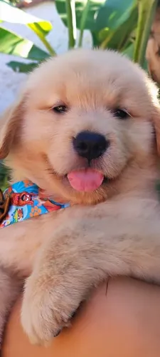 Fofuras de Golden Retriever disponível