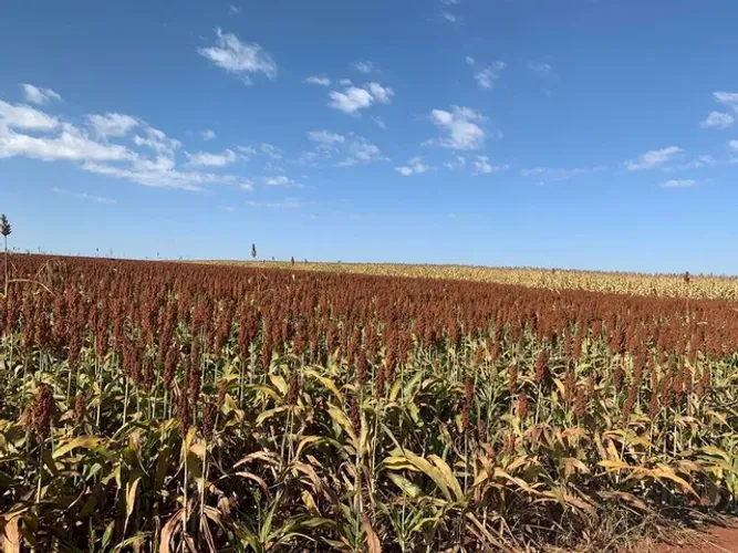 Fazenda em Goiás, 333 alqueires goiano, cidade de inhumas R$: 90 milhões