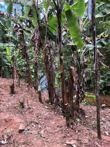 SÍTIO EM SANTA LEOPOLDINA