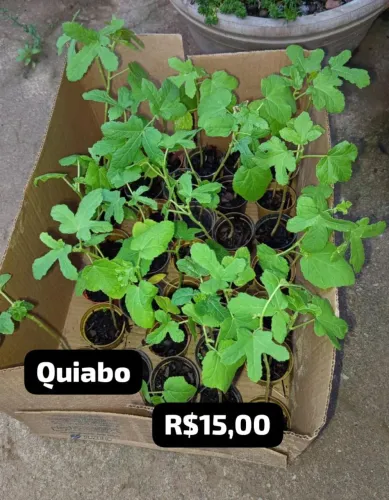 Quiabo Hortaliça 