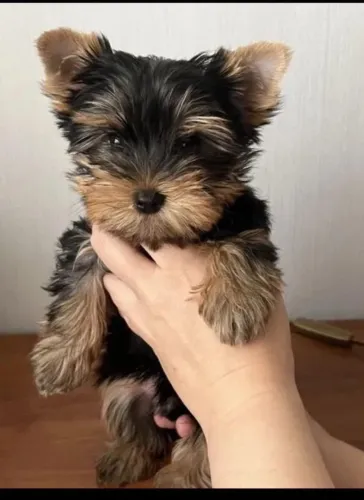 Filhote Yorkshire Terrier, Seu novo melhor amigo está aqui para mudar sua vida!