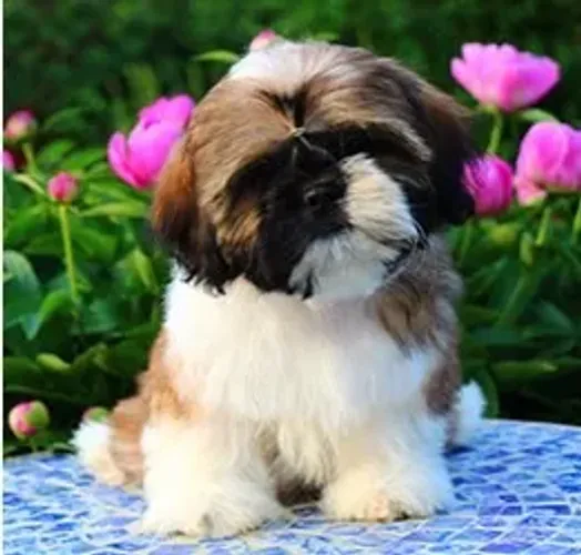 Shih-Tzu Macho White: Seu Novo Amigo de Quatro Patas!