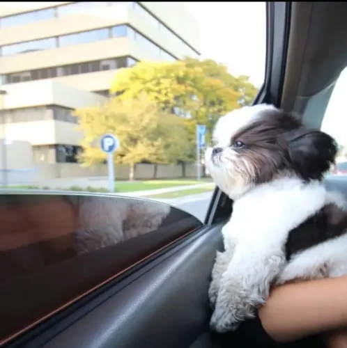 Filhote Shih tzu, Filhotes à espera de um lar cheio de carinho!