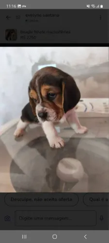 beagles tricolor