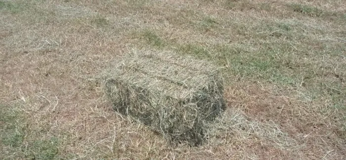 Venda de feno 