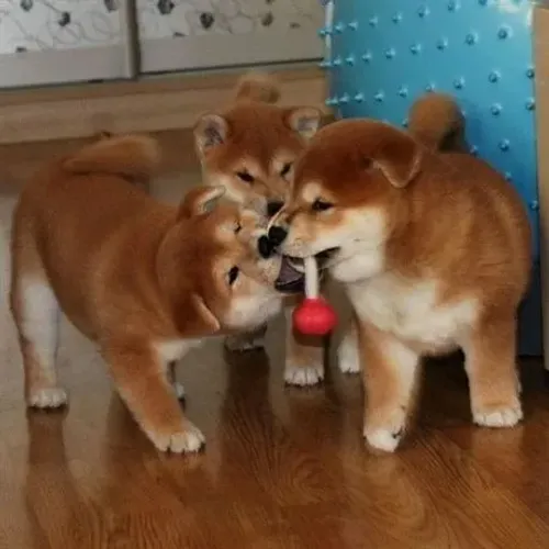 Shiba Inu prontos para um novo lar!