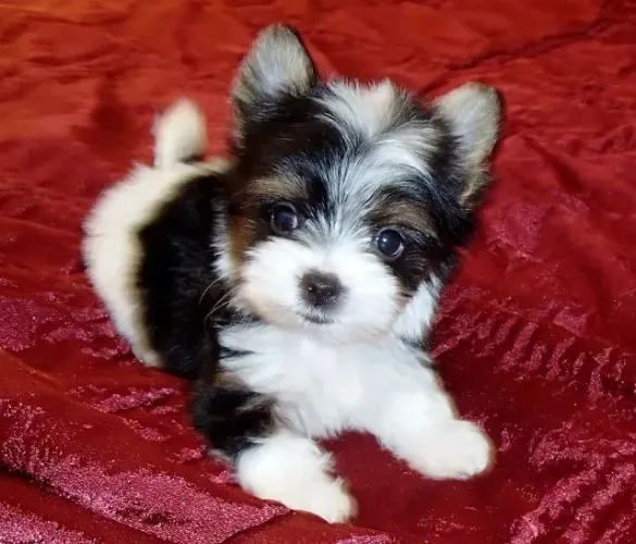 Biewer Yorkshire Terrier: Um luxo em forma de filhote!